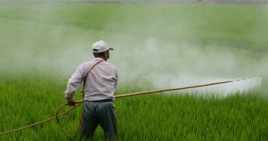 Efek Berbahaya Pestisida Terhadap Kesehatan Manusia