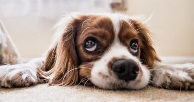 犬があなたの生活を著しく向上させる方法
