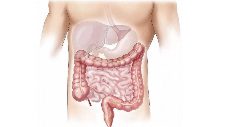 腸内の健康なバクテリアの増殖を促進する方法