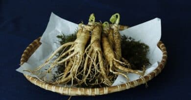 Herbal dan tanaman yang membantu Anda melawan kelelahan