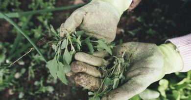 Herbicidas caseros para matar las malas hierbas y disuadir las plagas