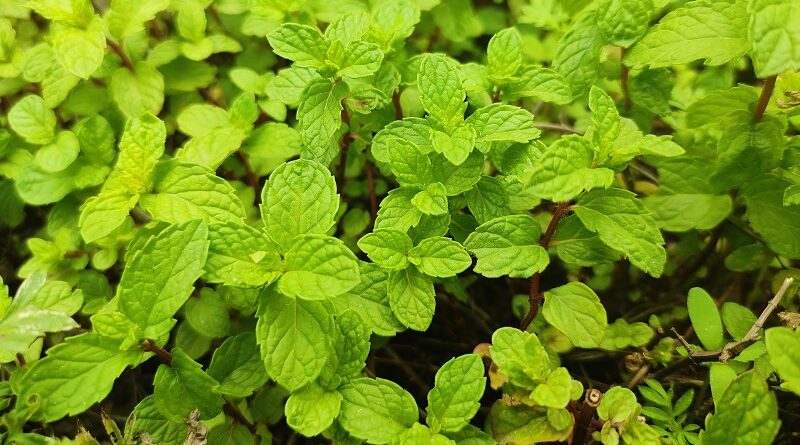 ペパーミントで家から害虫を追い払おう