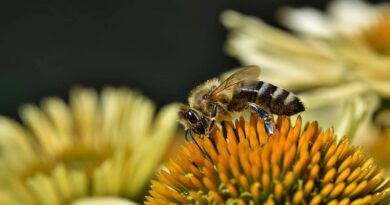 ハチに刺されたときの応急処置と家庭療法