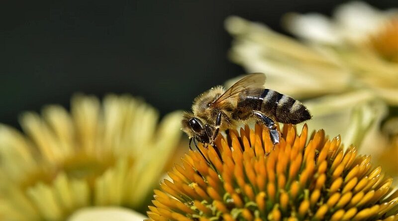 ハチに刺されたときの応急処置と家庭療法
