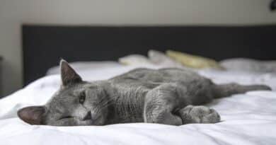 子猫をベッドに近づけない理由