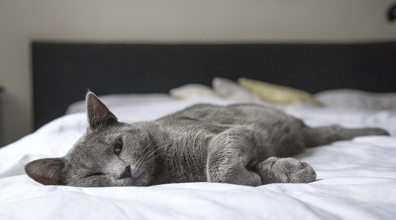 子猫をベッドに近づけない理由
