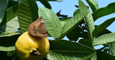 Razones por las que deberías empezar a beber té de hoja de guayaba