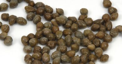 将辣椒作为膳食一部分的原因
