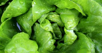 Hälsofördelar med att äta sallad