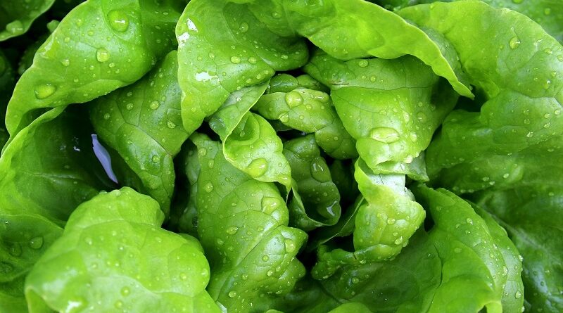 Hälsofördelar med att äta sallad