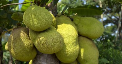 Powody, dla których jackfruit jest dobry dla ciebie