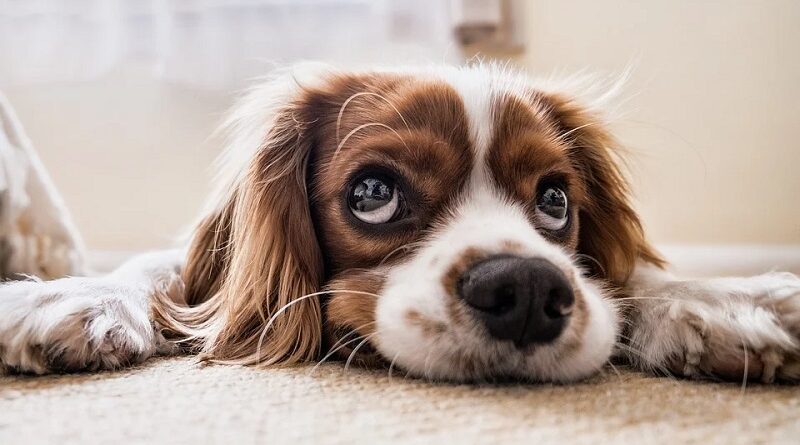 Motivi per cui dovreste usare l’olio di cocco per il vostro cane