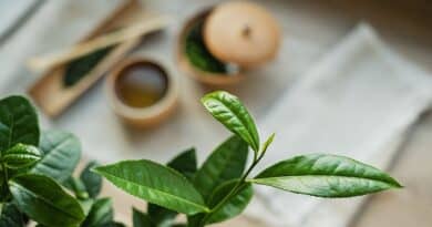 Çay ağacı yağının hastalıklı diş etleri için tedavi edici faydaları