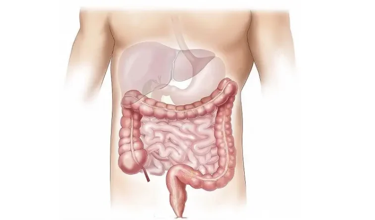 Γιατί είναι τόσο σημαντική η υγεία των εντέρων;